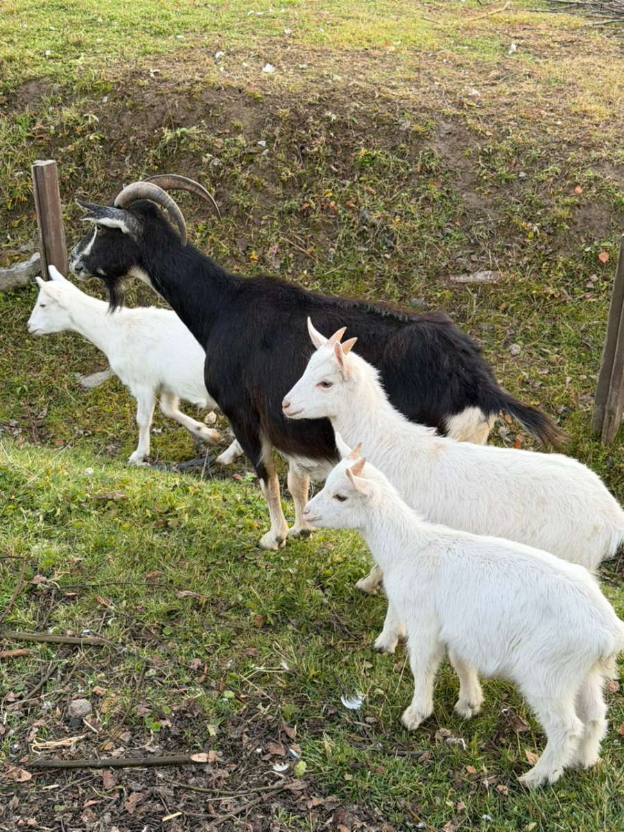 Ветви из сукки Синагоги отдали животным на ферме
