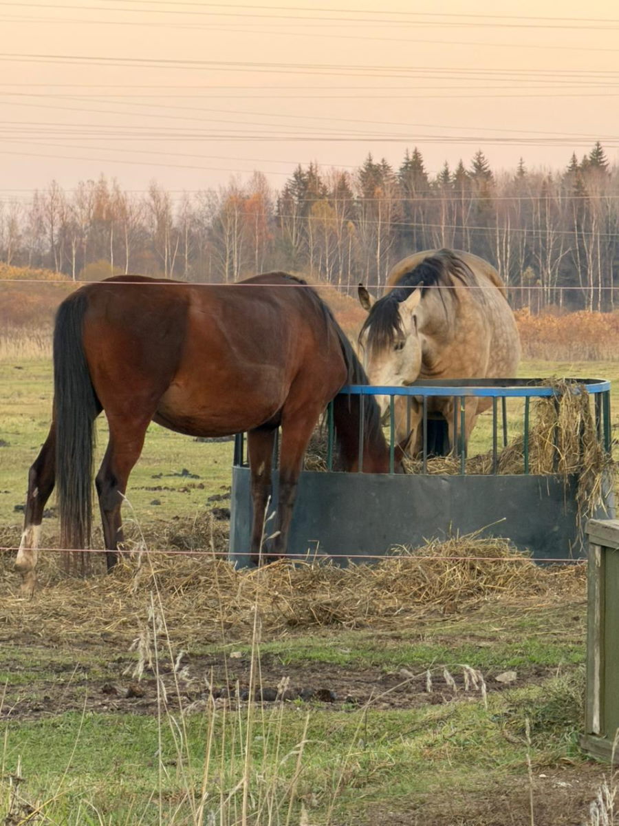 Ветви из сукки Синагоги отдали животным на ферме