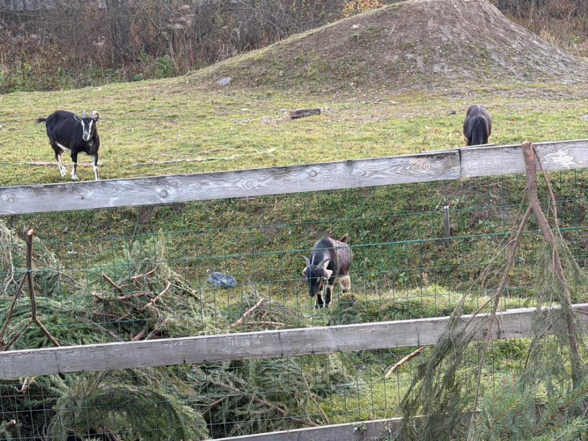Ветви из сукки Синагоги отдали животным на ферме