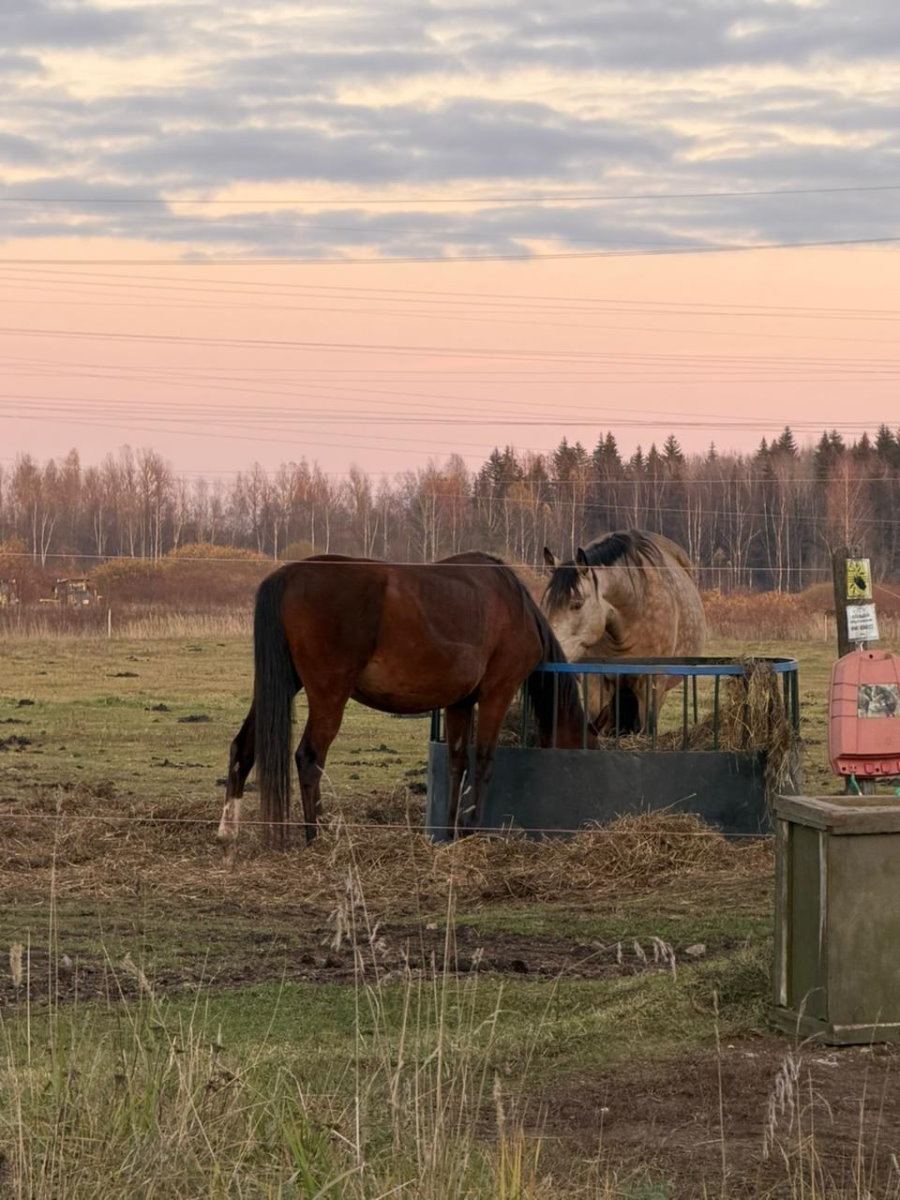 Ветви из сукки Синагоги отдали животным на ферме