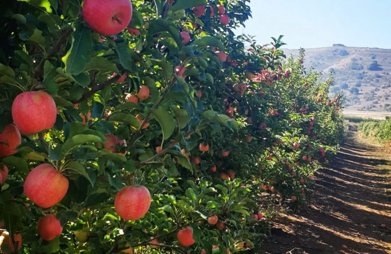 Парашат а-Ман - самая мощная сгула на Парнасу